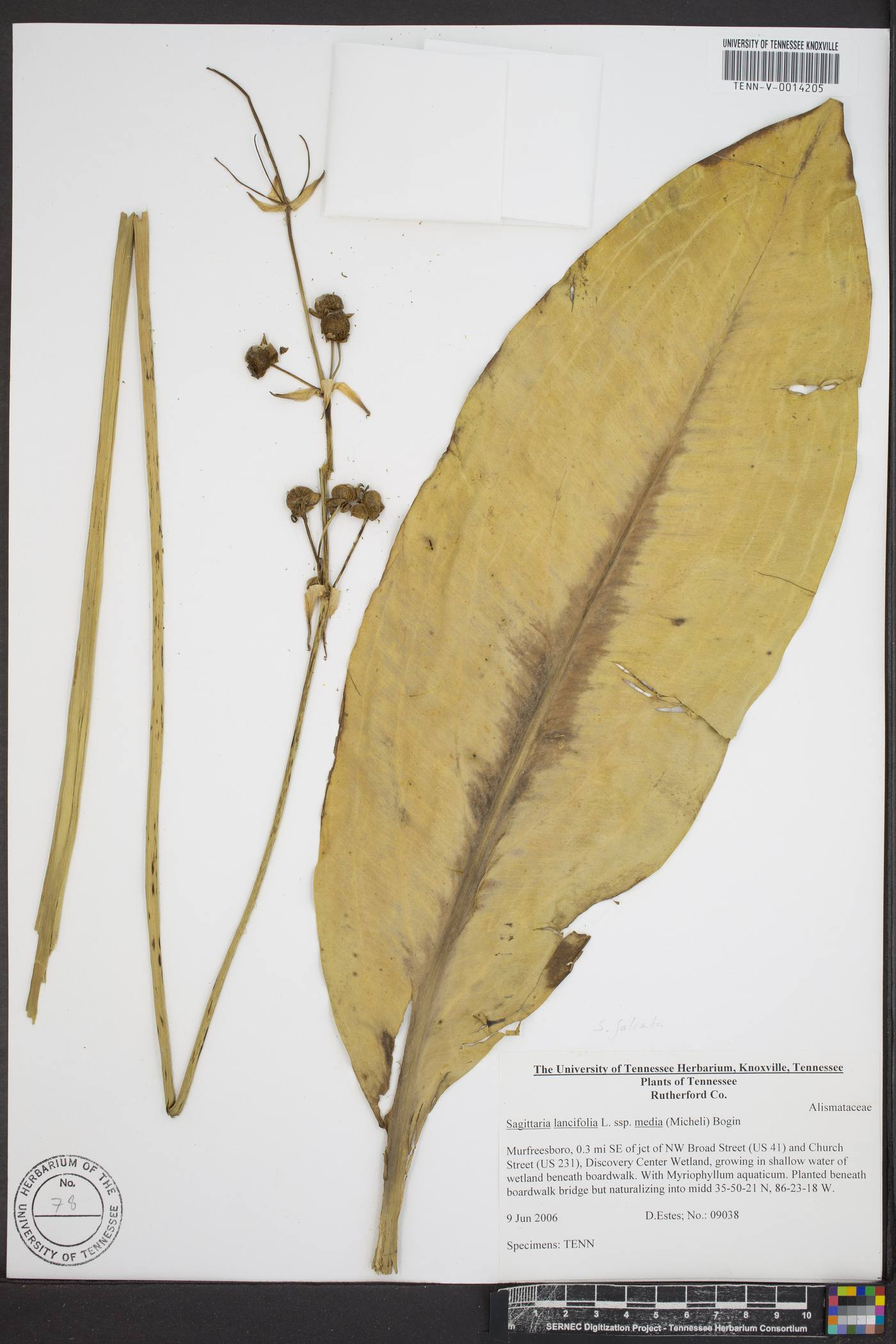 Sagittaria lancifolia subsp. media image