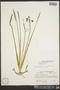 Sagittaria montevidensis image