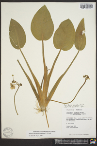 Sagittaria montevidensis image