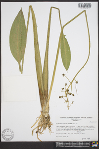 Sagittaria montevidensis image