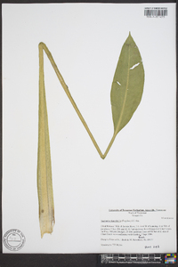 Sagittaria montevidensis image