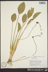 Sagittaria montevidensis image