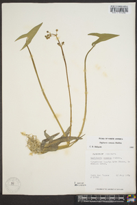 Sagittaria cuneata image