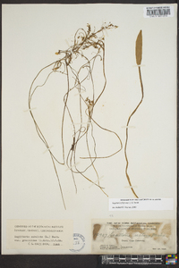 Sagittaria filiformis image