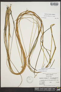 Sagittaria filiformis image