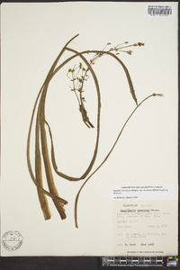 Sagittaria graminea image