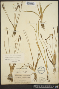 Sagittaria graminea image