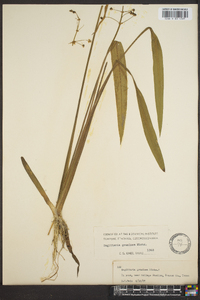 Sagittaria graminea image