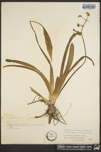 Sagittaria graminea image