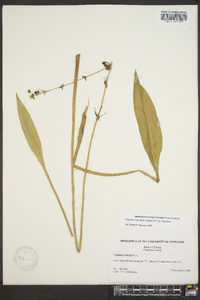 Sagittaria lancifolia image