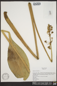 Sagittaria lancifolia image