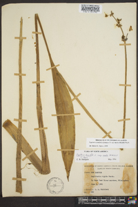 Sagittaria lancifolia image