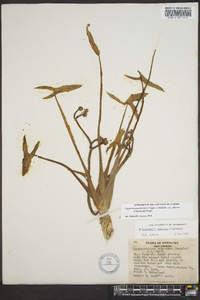 Sagittaria montevidensis image