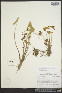 Sagittaria montevidensis image