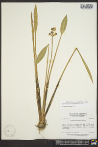 Sagittaria platyphylla image