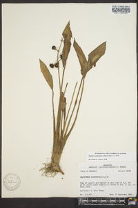 Sagittaria platyphylla image