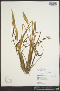 Sagittaria platyphylla image