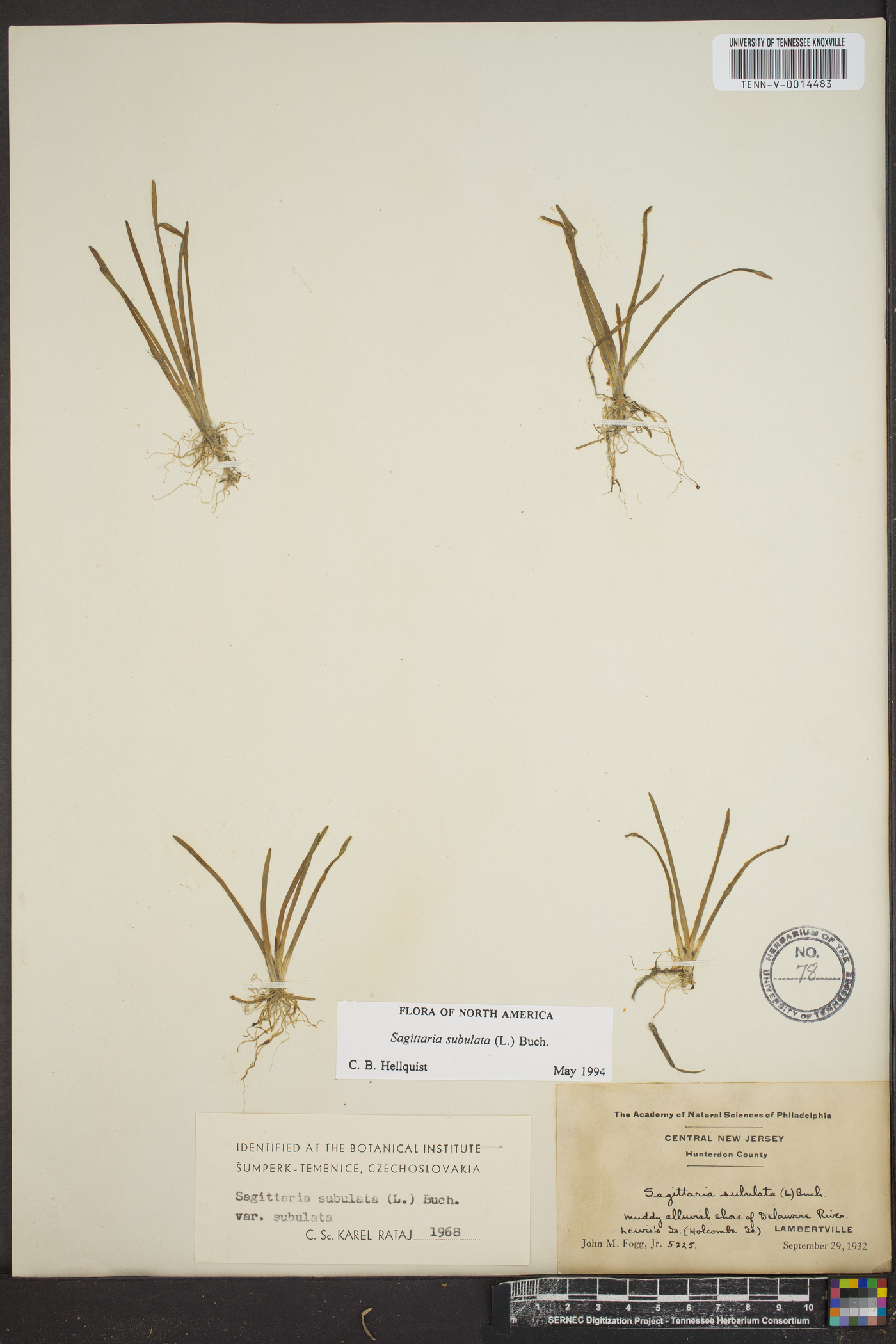 Sagittaria subulata image