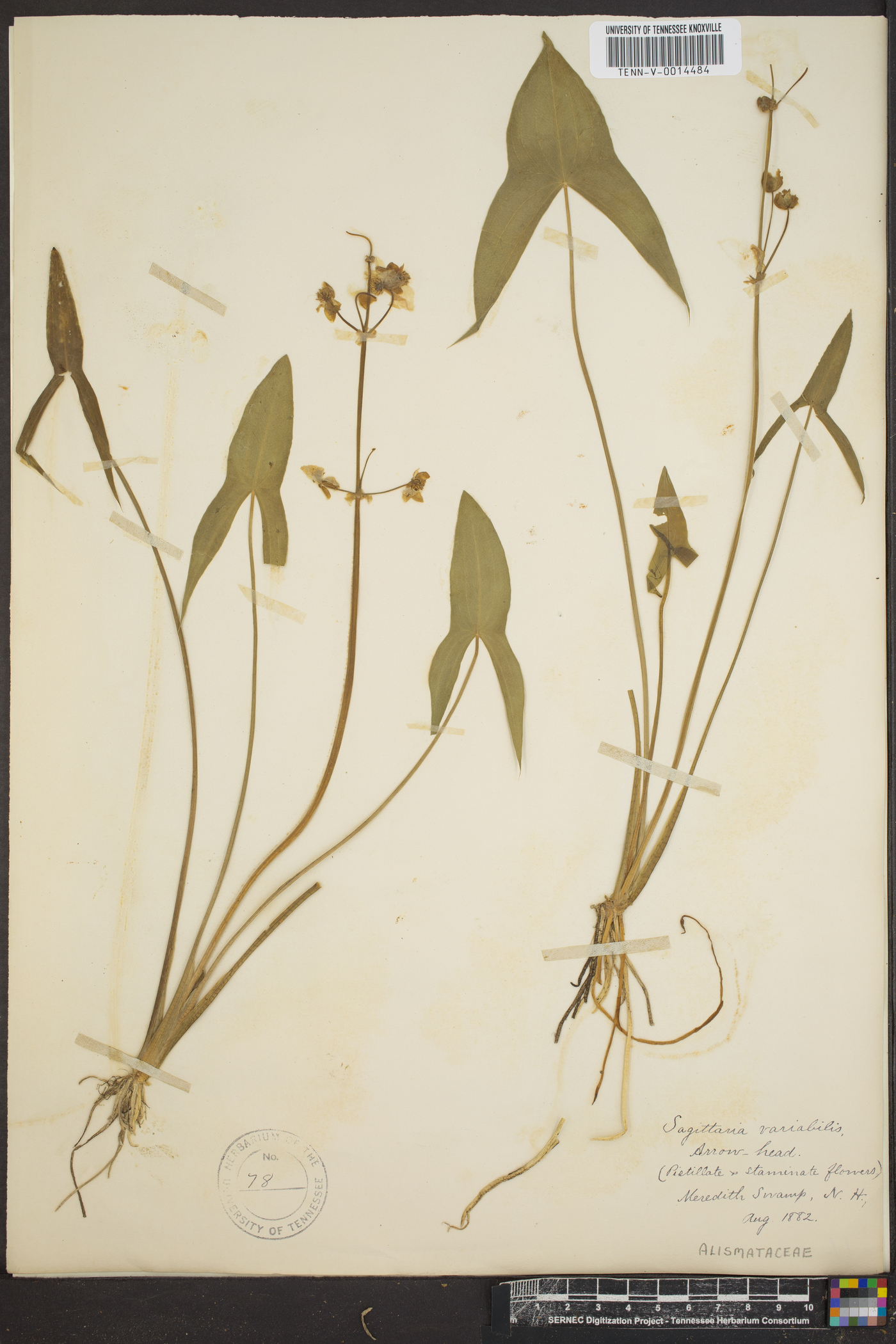 Sagittaria variabilis image