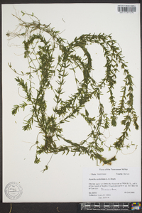 Hydrilla verticillata image