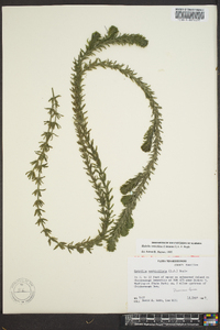 Hydrilla verticillata image