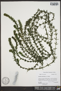 Hydrilla verticillata image