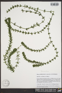 Hydrilla verticillata image