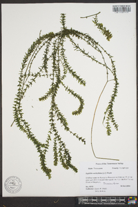 Hydrilla verticillata image