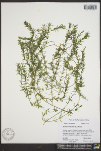 Hydrilla verticillata image