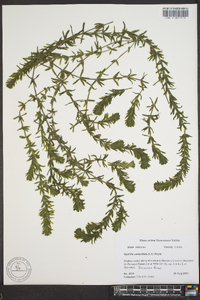 Hydrilla verticillata image