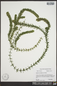 Hydrilla verticillata image