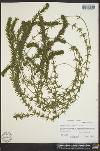 Hydrilla verticillata image