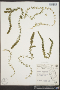 Hydrilla verticillata image