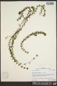 Hydrilla verticillata image