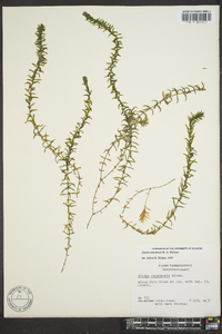 Elodea canadensis image