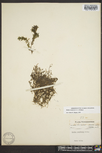 Elodea canadensis image