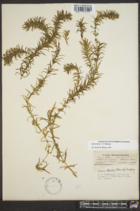 Elodea densa image