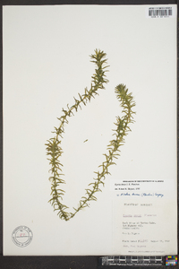 Elodea densa image