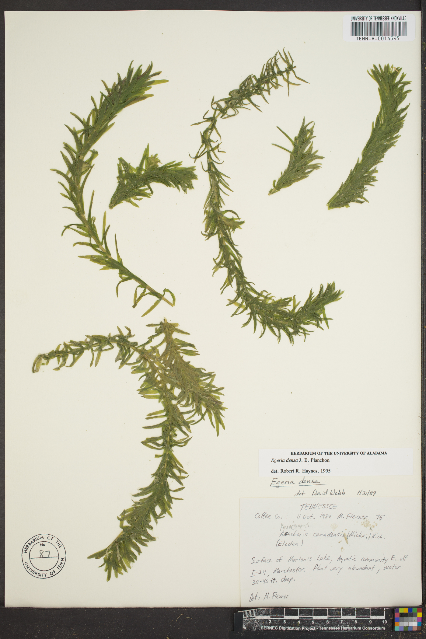 Elodea densa image