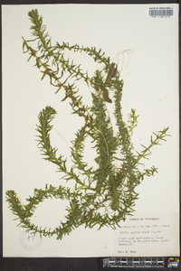 Elodea densa image