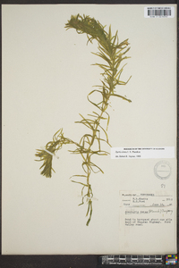 Elodea densa image