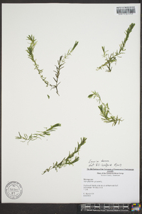 Elodea densa image