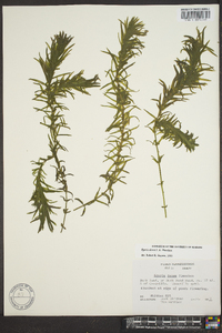 Elodea densa image