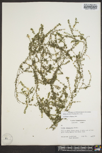 Elodea nuttallii image