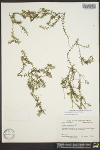 Elodea nuttallii image