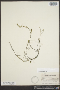 Elodea nuttallii image