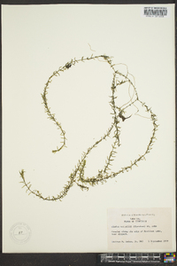 Elodea nuttallii image