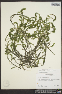 Elodea nuttallii image