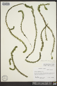 Elodea nuttallii image