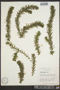 Elodea nuttallii image